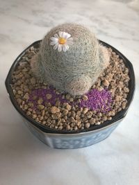 High angle view of purple flowers in bowl on table