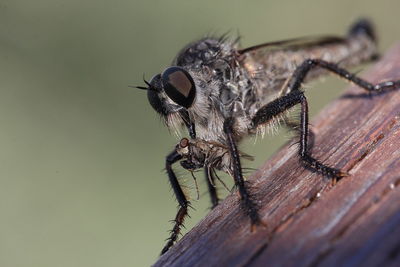 Close-up of insect on wood