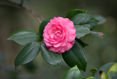 Close-up of pink rose
