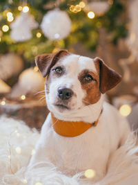 Close-up portrait of dog
