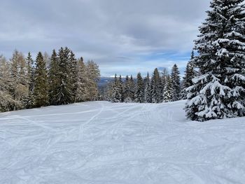 Pine trees on snow covered land against sky