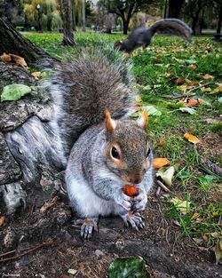 Close-up of squirrel