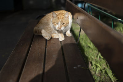 Cat on bench in summer. pet in yard of house. red cat in light of sun. details of animal's life.