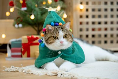 Portrait of cat sitting on bed at home