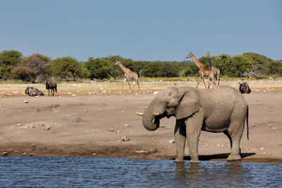 View of elephant in water