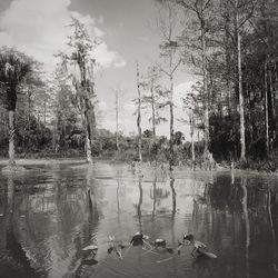 Reflection of trees in water