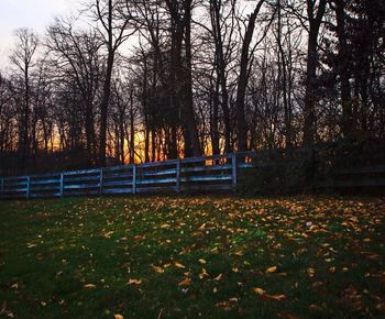 Sun shining through trees