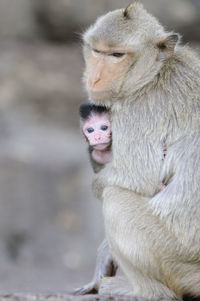 Close-up of monkey with infant
