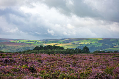 Scenic view of flowering field against sky