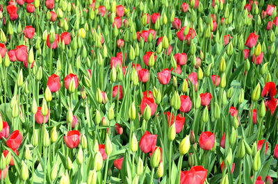 Red tulips in field