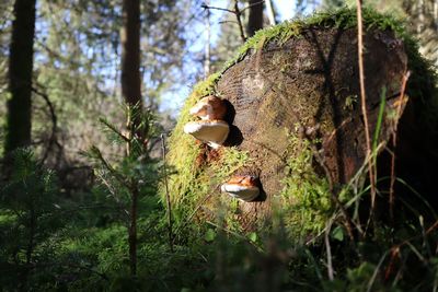 Close-up of mushrooms growing in forest