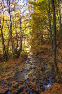 Trees growing in forest during autumn