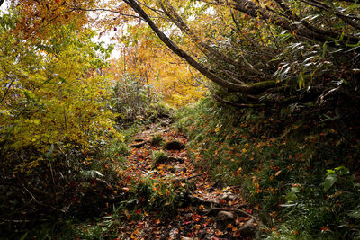 Trees growing in forest during autumn