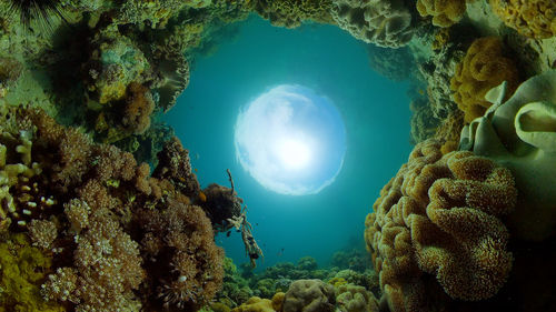 View of coral underwater