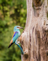 Close-up of bird perching on tree