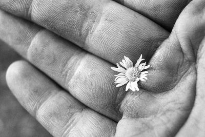 Cropped hand of woman holding flower