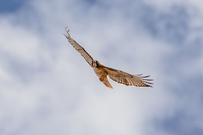 Low angle view of kestrel flying against sky