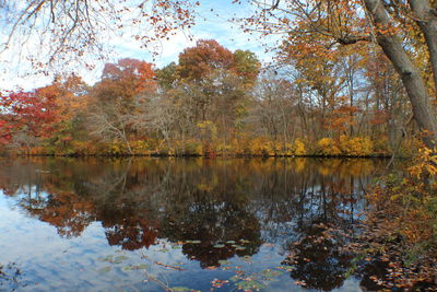 Reflection of trees in puddle