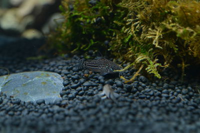 Close-up of lizard on rock