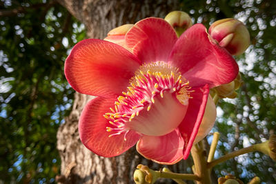 Close-up of pink flower