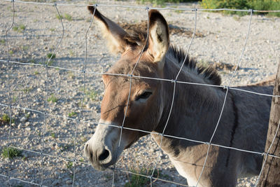 Close-up of horse standing on field