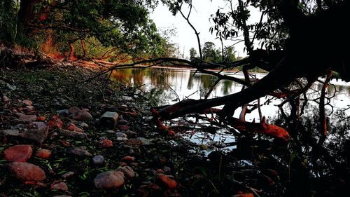 Scenic view of lake in forest against sky