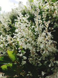 Close-up of plants