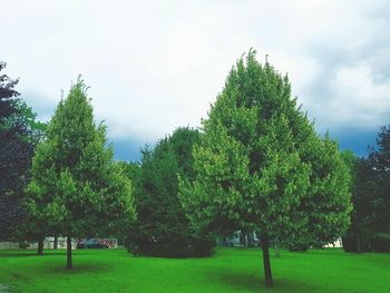 Trees in park against sky