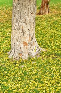 Yellow flowering tree trunk on field