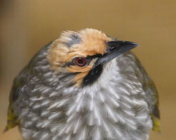 Feather counting of the straw-headed