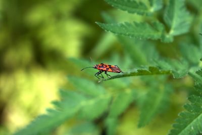 Close-up of insect on leaf