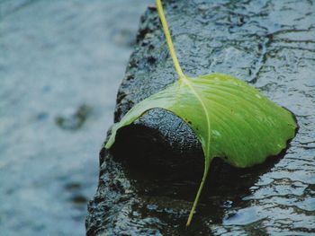 Close-up of turtle in lake