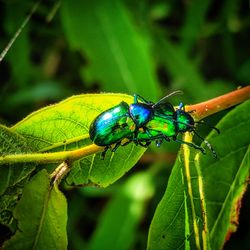 Close-up of insect on plant