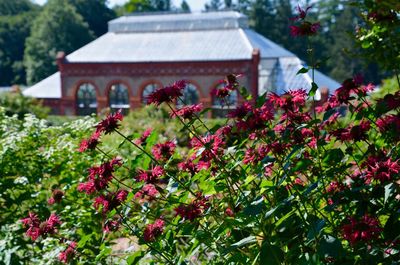 Red flowering plants against conservatory