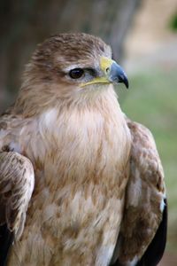 Close-up of hawk