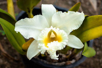 Close-up of white flowering plant