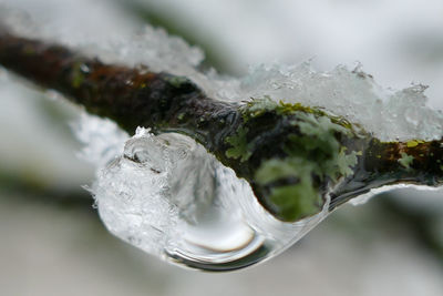 Close-up of ice cream in glass