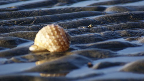 Close-up of shells on sand