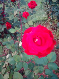 Close-up of red rose