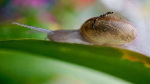 Close-up of snail on leaf