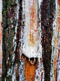 Full frame shot of old tree trunk