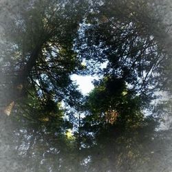 Scenic view of trees by river