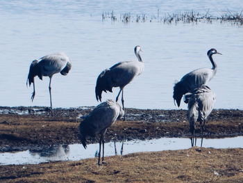 Birds on lakeshore