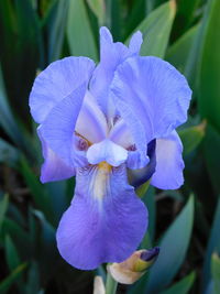 Close-up of purple flowering plant