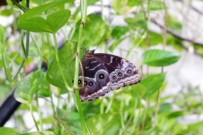 Close-up of butterfly on leaf