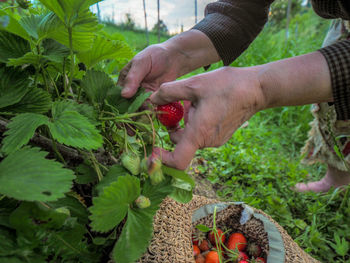 Stromg senior woman farmer picking organic strawberries in italian hills