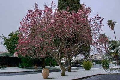 Flower trees against sky