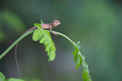 Close-up of grasshopper on leaf