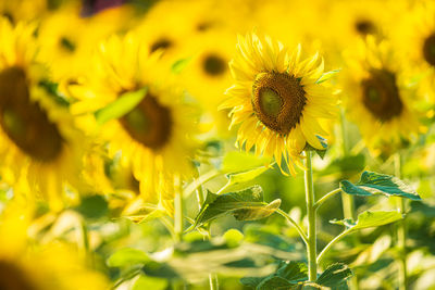 Close-up of yellow flowering plant on field