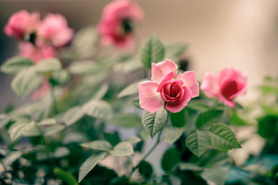 Close-up of pink rose